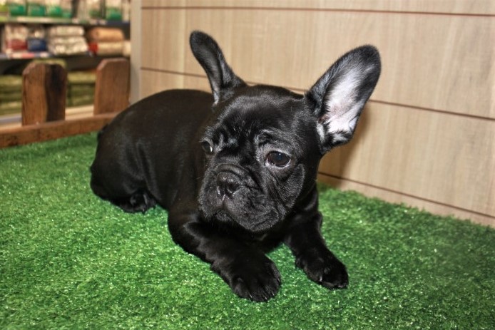 Male and Female Trained French Bulldog Puppies
