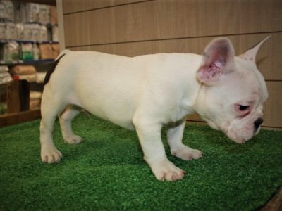 Male and Female Trained French Bulldog Puppies