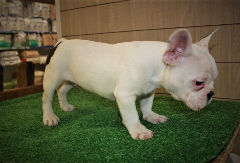 Male and Female Trained French Bulldog Puppies
