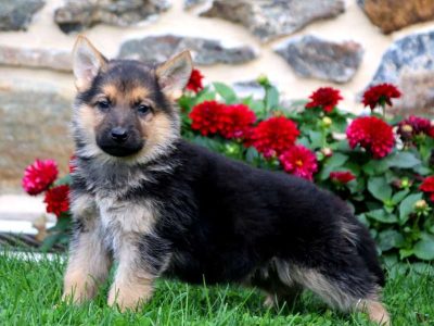 German shepherd puppies