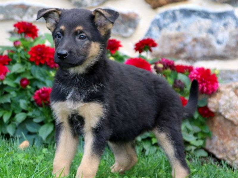 German shepherd puppies