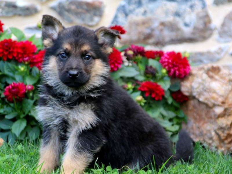 German shepherd puppies