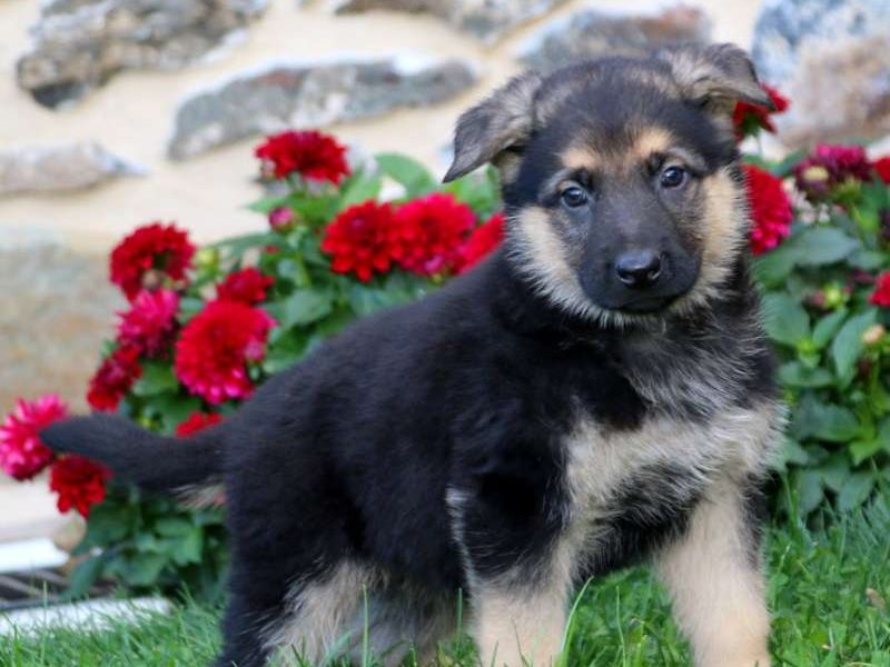 German shepherd puppies
