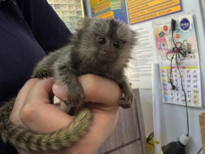 Very Affordable Monkeys Available from Arabia Monkeys