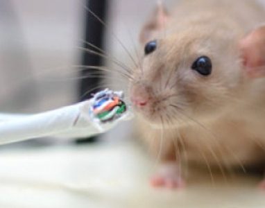 Rats Pest Control Perth