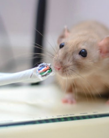 Rats Pest Control Perth