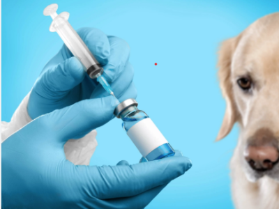 Pet Vaccine Clinic Coquitlam for Lasting Protection