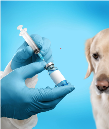 Pet Vaccine Clinic Coquitlam for Lasting Protection