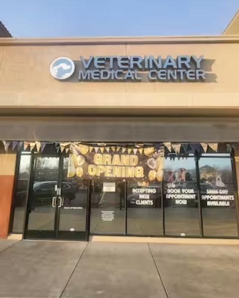 Veterinary Ultrasound for Accurate Pet Diagnosis