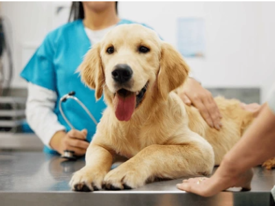 Vancouver Emergency Vet Open 24/7 for Urgent Pet Care