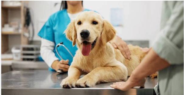 Vancouver Emergency Vet Open 24/7 for Urgent Pet Care
