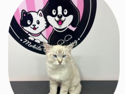 Fluffies Mobile Pet Grooming
