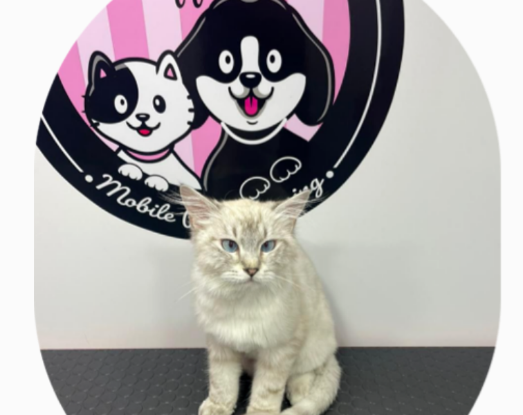 Fluffies Mobile Pet Grooming