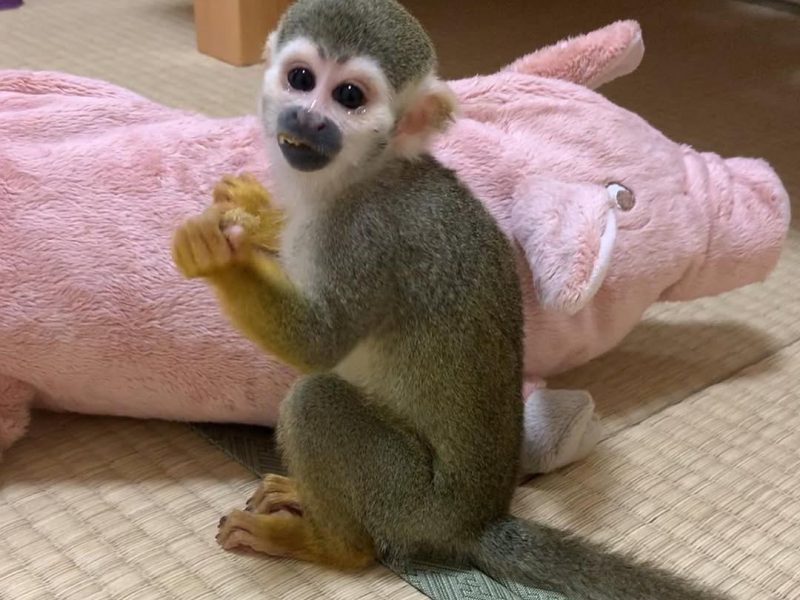 Very Affordable Monkeys Available from Arabia Monkeys