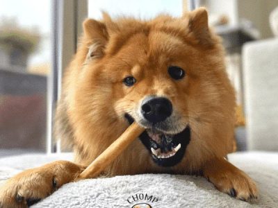 Chomper Bags for Puppies & Dogs
