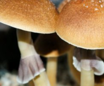 Premium Fiji Island Mushroom Spores Research Collection