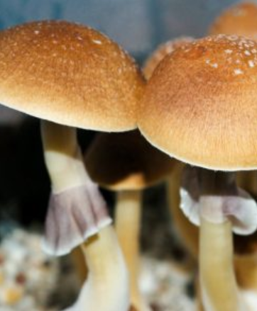 Premium Fiji Island Mushroom Spores Research Collection