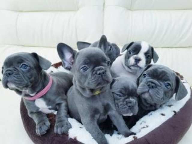 Male and Female Trained French Bulldog Puppies
