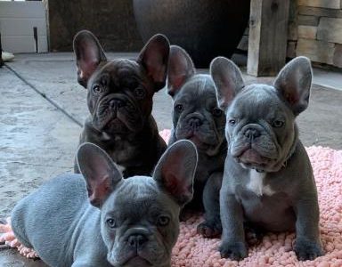 Male and Female Trained French Bulldog Puppies