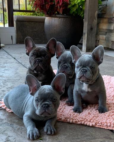 Male and Female Trained French Bulldog Puppies