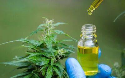 Buy Quality Cannabis for Sale Online at Great Prices Today