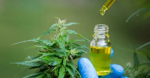 Buy Quality Cannabis for Sale Online at Great Prices Today