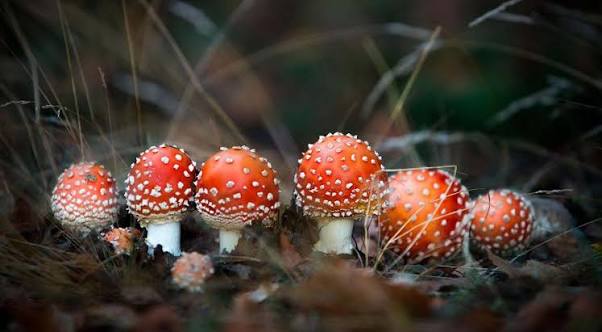 Buy magic mushrooms online