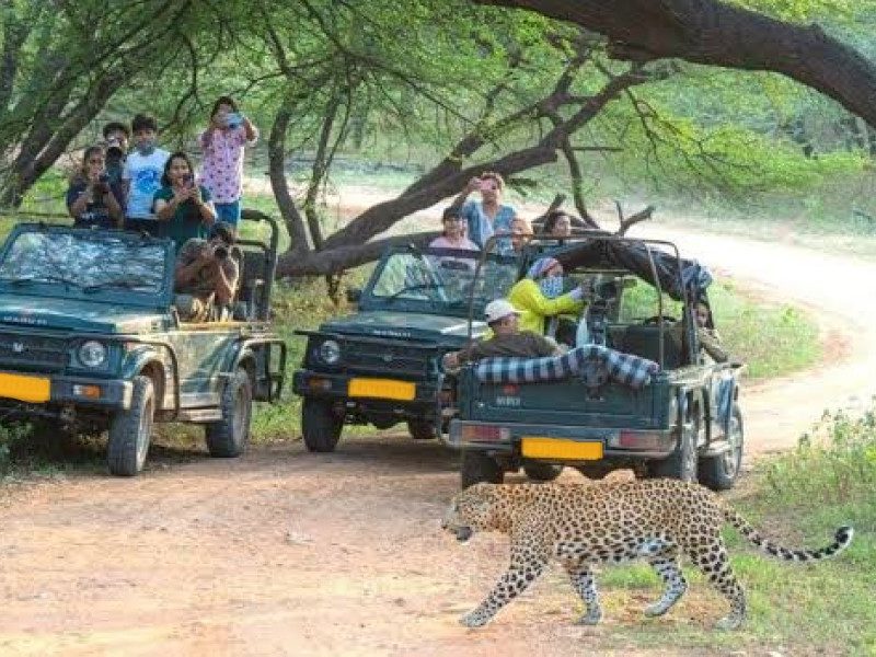 Jhalana Leopard Safari in Jaipur | Wildlife Adventure Tours