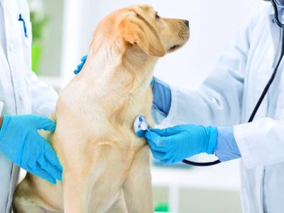 Compassionate Veterinary Care from the Best Animal Hospital in Richmond