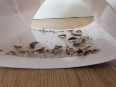 Pest Control Box Hill for Reliable Home and Business Protection