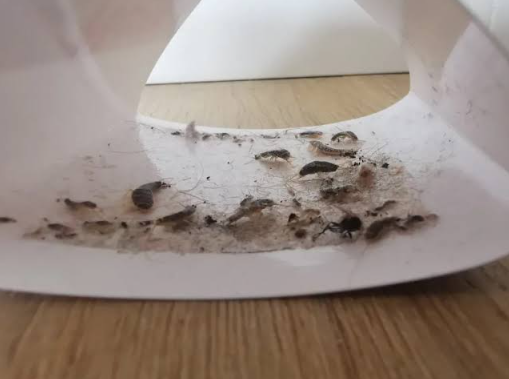 Pest Control Box Hill for Reliable Home and Business Protection