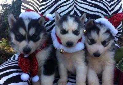 Siberian husky puppies now ready for a new home