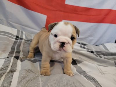 Lovely English Bulldog Puppies for Sale
