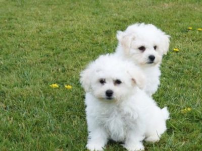 Cavalier King Charles Spaniel puppies for Sale