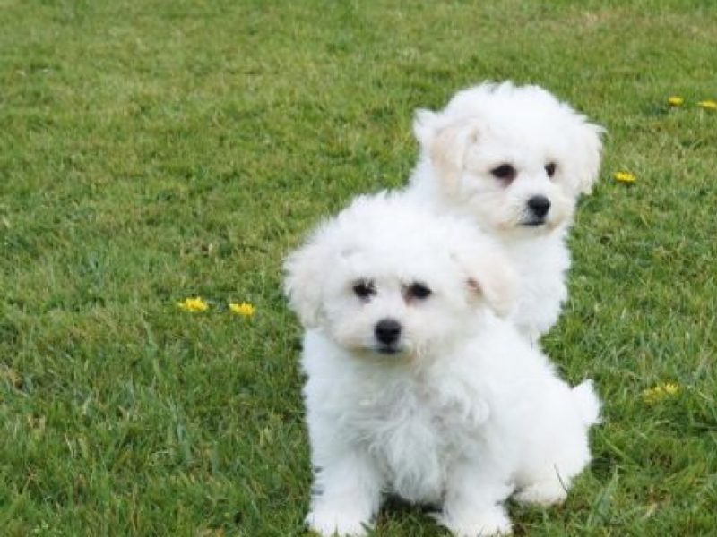 Cavalier King Charles Spaniel puppies for Sale
