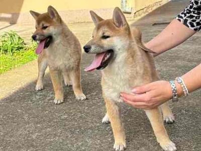 2 beautiful, playful Shiba Inu puppies