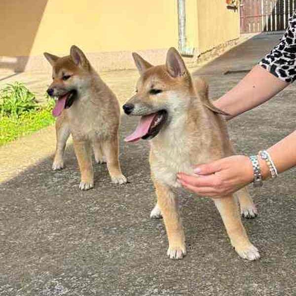 2 beautiful, playful Shiba Inu puppies