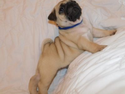 Purebred Male and Female Pug Puppies