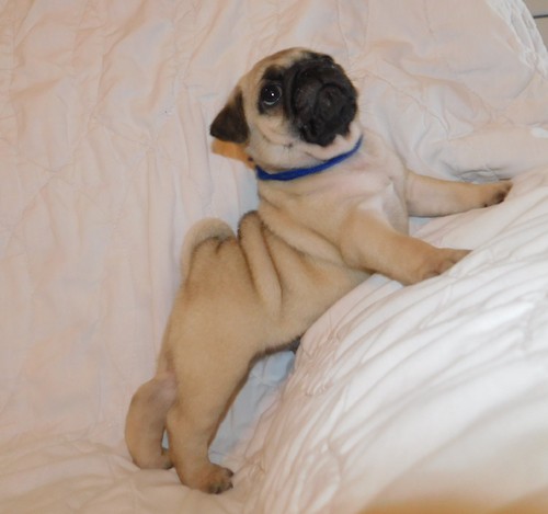Purebred Male and Female Pug Puppies