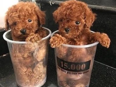 Maltese Puppies Available