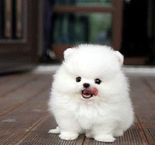 Teacup Pomeranian Puppies for Sale