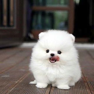 Teacup Pomeranian Puppies for Sale