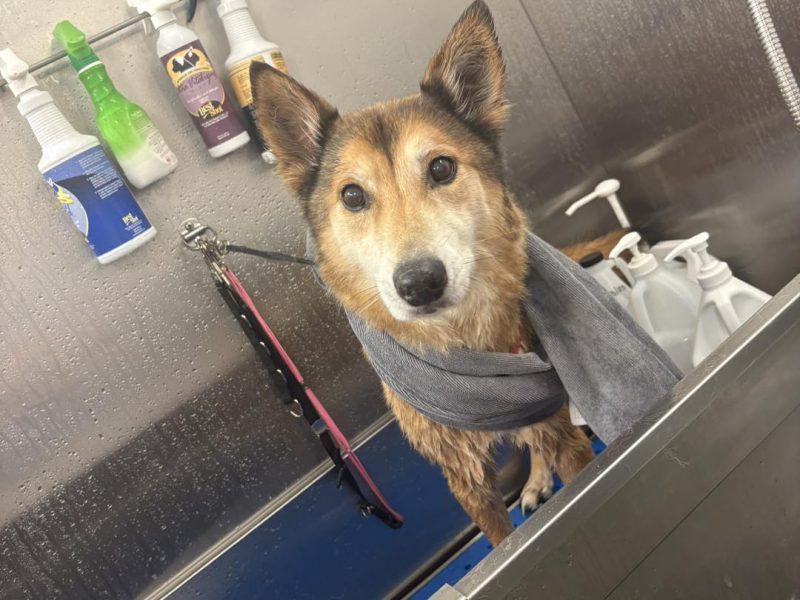 Affordable Dog Grooming in Ohio | Diamond Kennels