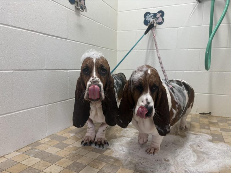 Affordable Dog Grooming in Ohio | Diamond Kennels