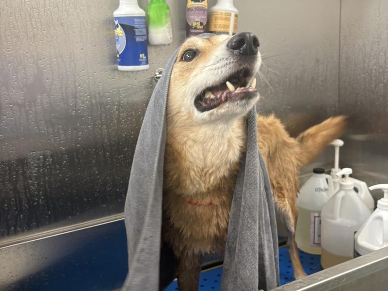 Affordable Dog Grooming in Ohio | Diamond Kennels
