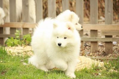 Charming Samoyed Pups