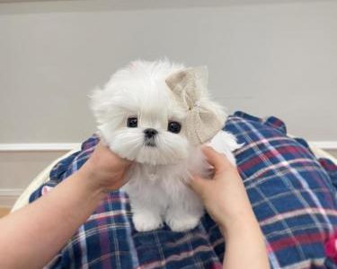 Healthy Maltese Bichon Puppies For Sale