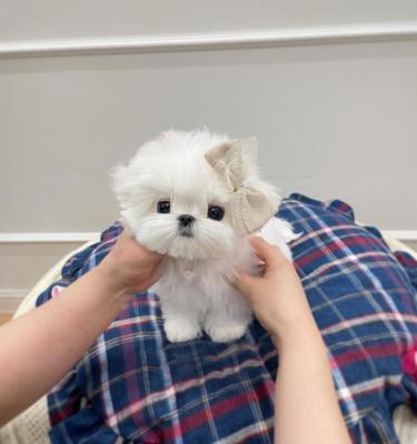 Healthy Maltese Bichon Puppies For Sale