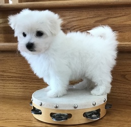 Teacup Maltese Puppies for sale