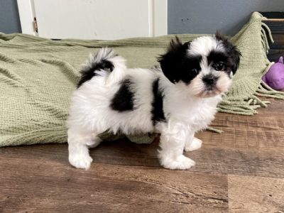 Lovely Shih Tzu puppies available for sale